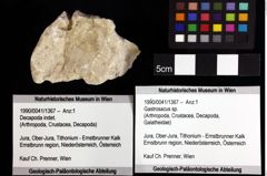 Foto (Objket + Etiketten) von Gastrosacus sp. 